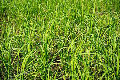 《木卫四协议》新DLC“传染捆绑包” 3月14日上线