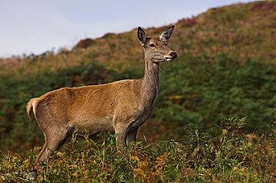 《战地6》单人战役有望在TGS 2025上展示